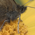 Erebia manto